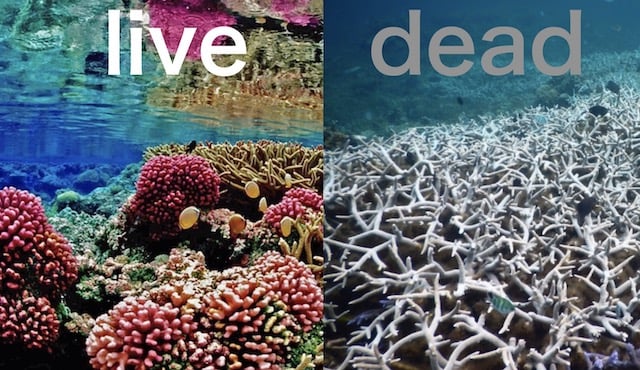 海水温度の上昇が原因 １年で95 のサンゴ礁が白化 壊滅的な現状から回復するために私達ができることは 22世紀を生きる君へ