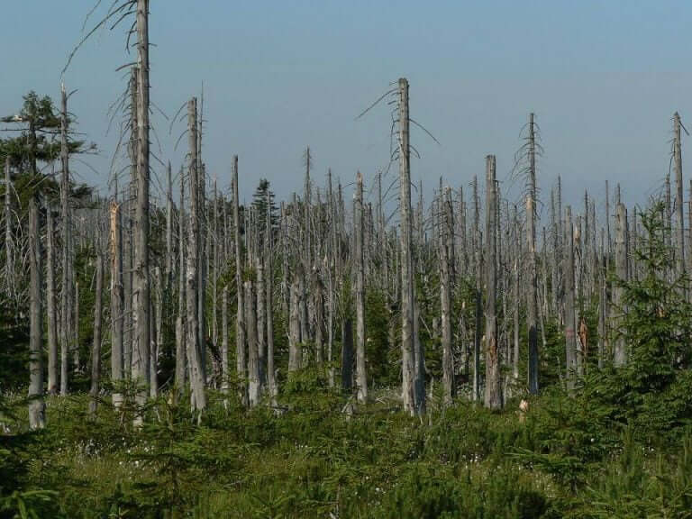 19 酸性雨は日本でも降っている 生態系に及ぼす影響と５つ対策 取組 22世紀を生きる君へ